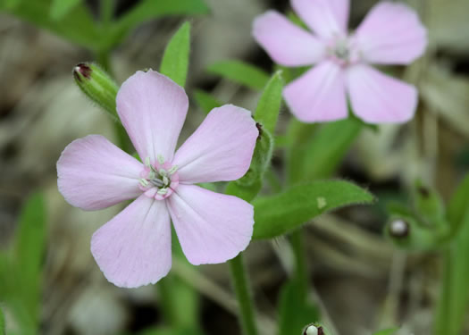 South Carolina Wild-pink