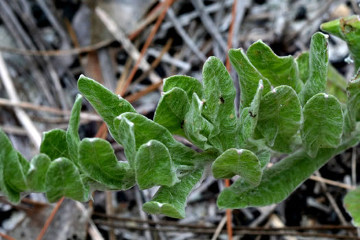 image of Chrysopsis gossypina, Woolly Goldenaster, Cottonleaf Goldenaster, Gossamer Goldenaster, Cottony Goldenaster