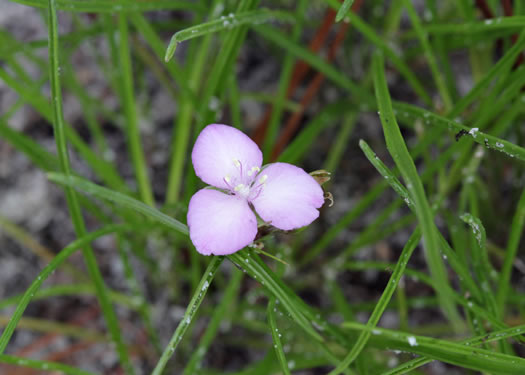 image of Cuthbertia graminea, Grassleaf Roseling, Pink Spiderwort, Slender Roseling