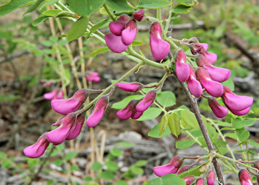 image of Robinia nana, Dwarf Bristly Locust, Dwarf Locust