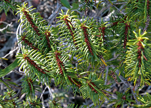 image of Ceratiola ericoides, Florida Rosemary, Sandhill Rosemary, Sand Heath