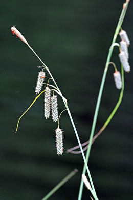 image of Carex glaucescens, Blue Sedge, Southern Waxy Sedge