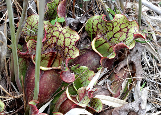 Southern Purple Pitcherplant