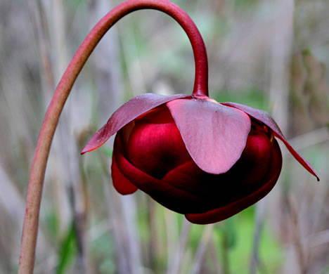 image of Sarracenia purpurea var. venosa, Southern Purple Pitcherplant, Frog's Breeches, Hunter's Cup