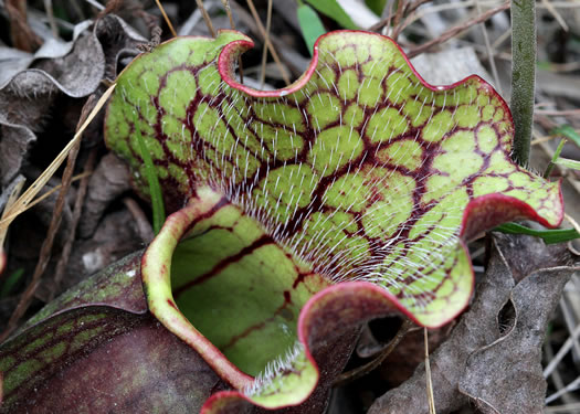 image of Sarracenia purpurea var. venosa, Southern Purple Pitcherplant, Frog's Breeches, Hunter's Cup