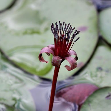 image of Brasenia schreberi, Water-shield, Purple Wen-dock