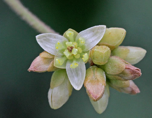 image of Tamala palustris, Swamp Redbay, Swamp Bay