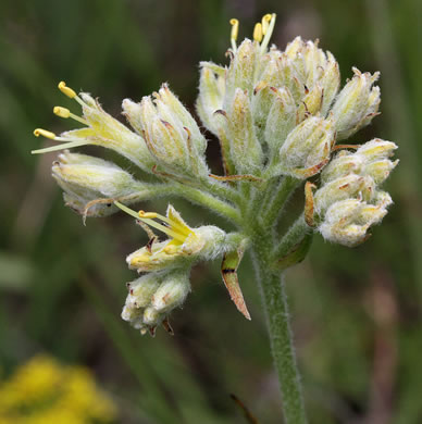 image of Lachnanthes caroliniana, Carolina Redroot