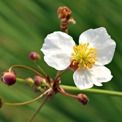 Sagittaria lancifolia var. media, Scimitar Arrowhead, Bulltongue Arrowhead