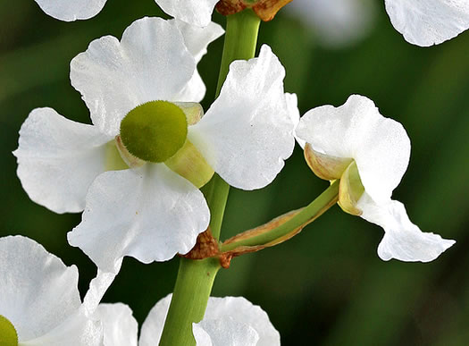 image of Sagittaria lancifolia var. media, Scimitar Arrowhead, Bulltongue Arrowhead