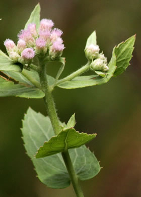 image of Pluchea baccharis, Rosy Camphorweed, Rose Fleabane, Savanna Fleabane, Marsh Fleabane