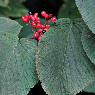 image of Viburnum lantanoides, Witch Hobble, Moosewood, Hobblebush, Tangle-legs