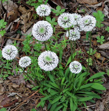 image of Marshallia obovata var. scaposa, Sandhill Marshallia, Savanna Barbara's-buttons, Spoon-shaped Barbara's-buttons