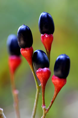 Sassafras albidum, Sassafras