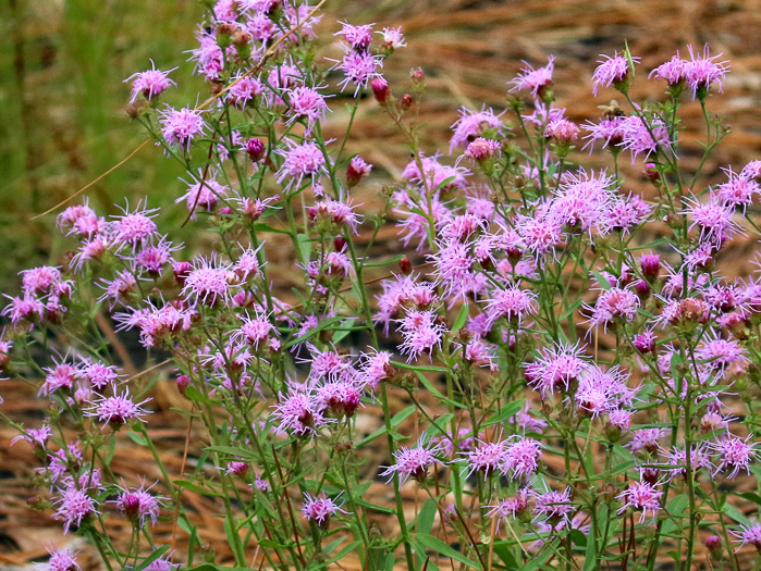 image of Carphephorus bellidifolius, Sandhill Chaffhead, Carphephorus, Sandywoods Chaffhead