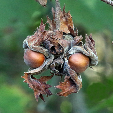 image of Corylus americana, American Hazelnut, American Filbert