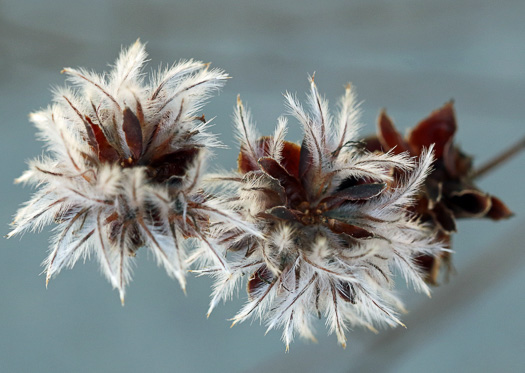 image of Dalea pinnata var. pinnata, Summer Farewell, Eastern Prairie-clover