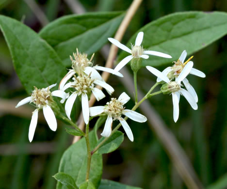 image of Doellingeria sericocarpoides, Pocosin Flat-top Aster, Southern Whitetop, Streamhead Flat-top Aster, Southern Flat-top Aster