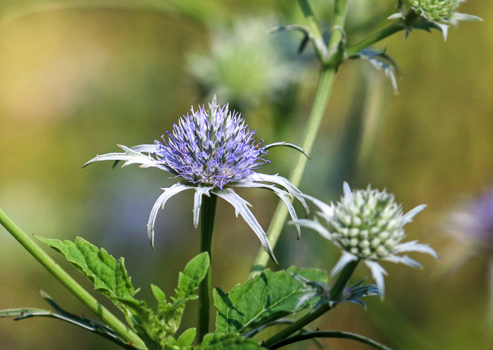 Marsh Eryngo