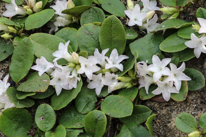 image of Epigaea repens, Trailing Arbutus, Mayflower