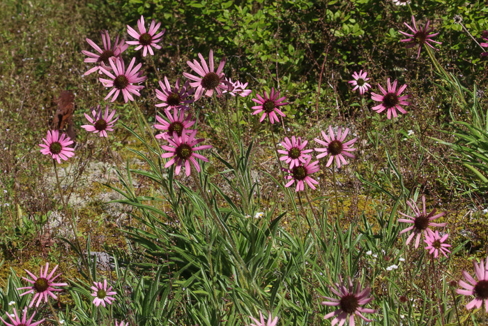 image of Echinacea tennesseensis, Tennessee Purple Coneflower, Tennessee Coneflower