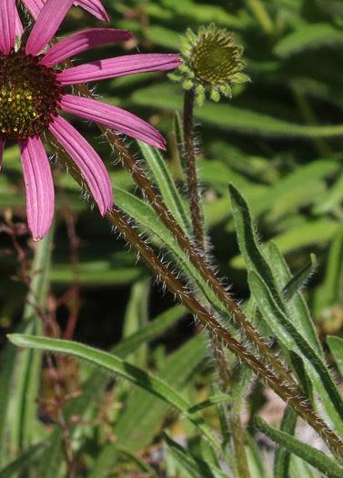 image of Echinacea tennesseensis, Tennessee Purple Coneflower, Tennessee Coneflower