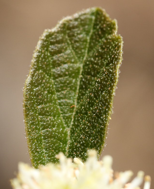 Fothergilla gardenii, Coastal Witch-alder, Pocosin Witch-alder, Dwarf Witch-alder, Fothergilla