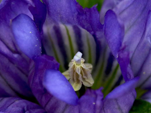 image of Gentiana catesbyi, Coastal Plain Gentian, Catesby's Gentian, Elliott's Gentian