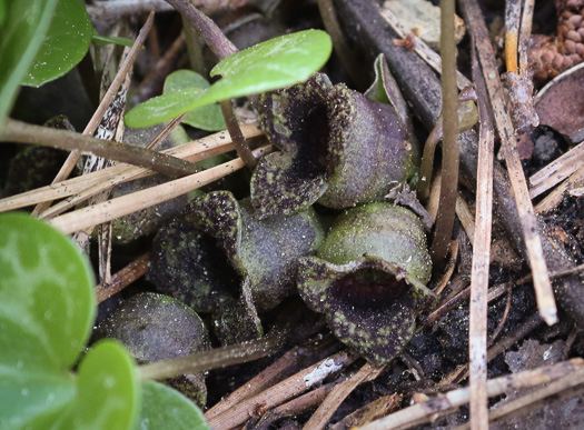 image of Hexastylis sorriei, Sandhill Heartleaf, Streamhead Heartleaf