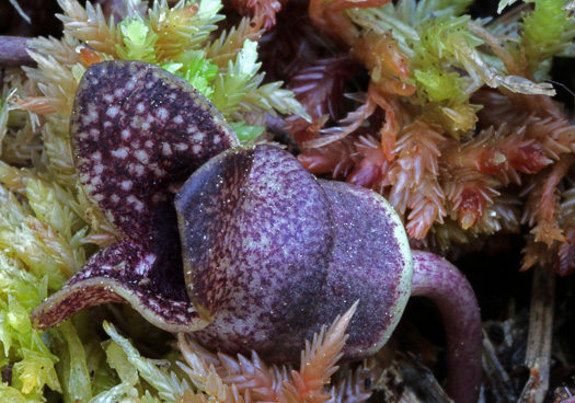 image of Hexastylis sorriei, Sandhill Heartleaf, Streamhead Heartleaf