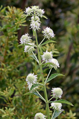 image of Hyptis alata var. alata, Musky Mint, Cluster Bushmint