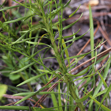 image of Liatris cokeri, Sandhill Blazing-star