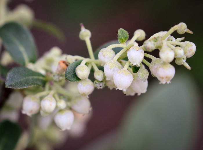 image of Lyonia ligustrina var. foliosiflora, Southern Maleberry, He-huckleberry