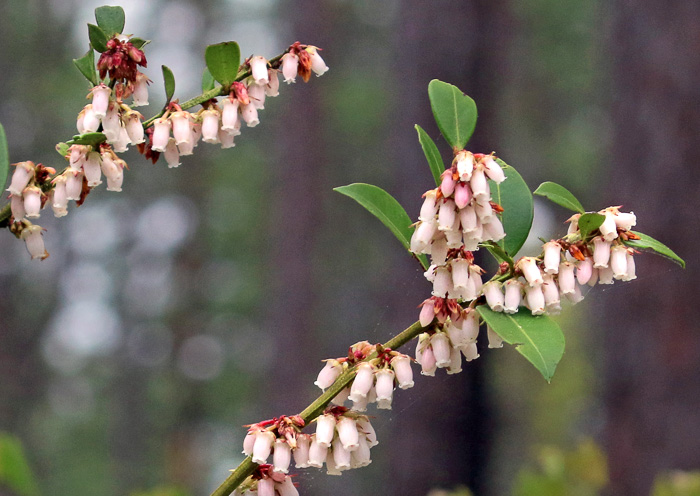 image of Lyonia lucida, Shining Fetterbush, Lyonia, Hemleaf