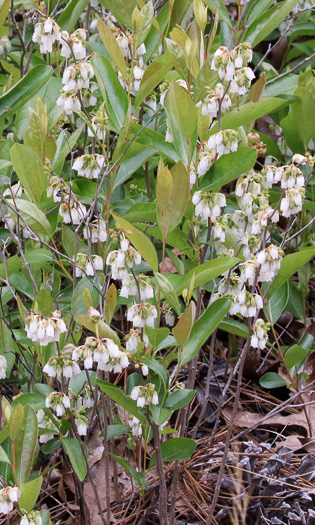 image of Lyonia mariana, Staggerbush, Large-flowered Fetterbush