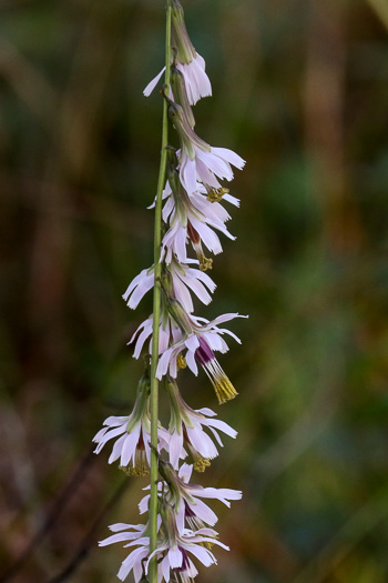 image of Nabalus autumnalis, Slender Rattlesnake-root, One-sided Rattlesnake-root