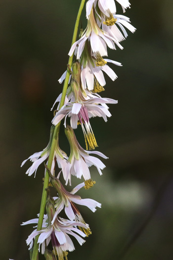 image of Nabalus autumnalis, Slender Rattlesnake-root, One-sided Rattlesnake-root