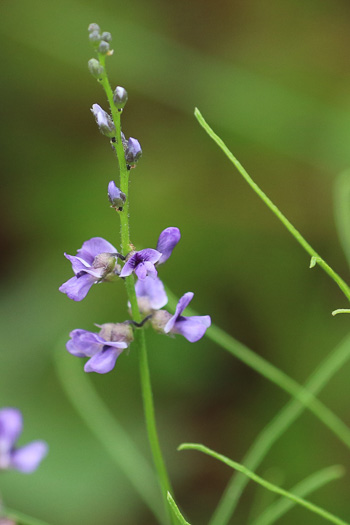 image of Orbexilum lupinellus, Lupine Scurfpea, Sandhill Scurfpea, Lupine Leatherroot