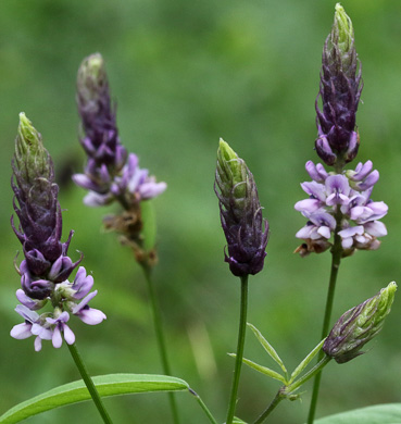 image of Orbexilum psoralioides, Eastern Sampson's-snakeroot