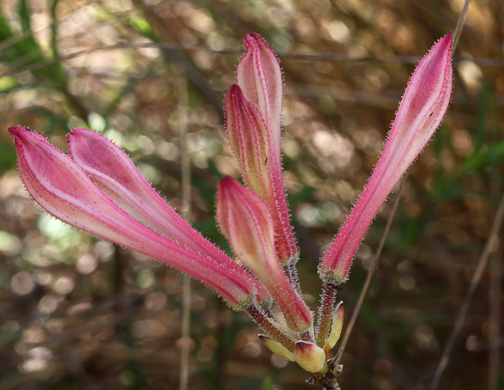 image of Rhododendron atlanticum, Dwarf Azalea, Coastal Azalea