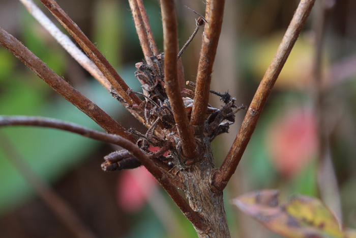 image of Rhododendron viscosum var. viscosum, Swamp Azalea, Clammy Azalea, Swamp Honeysuckle, Catchfly Azalea