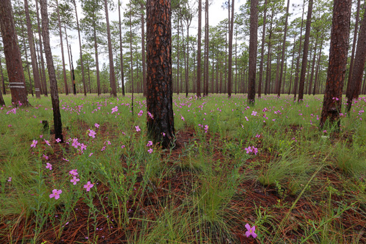 image of Rhexia alifanus, Smooth Meadowbeauty, Savanna Meadowbeauty