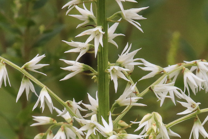 image of Stenanthium gramineum var. robustum, Bog Featherbells