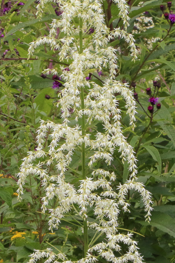 panicle