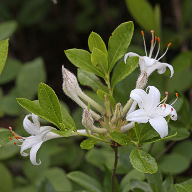 image of Rhododendron viscosum var. viscosum, Swamp Azalea, Clammy Azalea, Swamp Honeysuckle, Catchfly Azalea