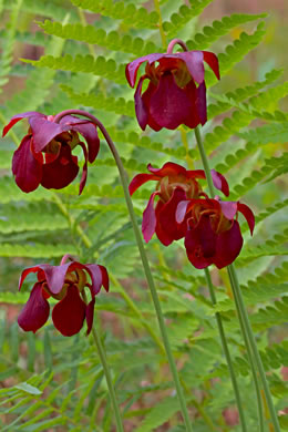 image of Sarracenia rubra ssp. rubra, Carolina Sweet Pitcherplant, Carolina Redflower Pitcherplant, Red Pitcherplant, Sweet Pitcherplant