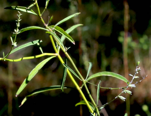 image of Salvia azurea var. azurea, Azure Sage