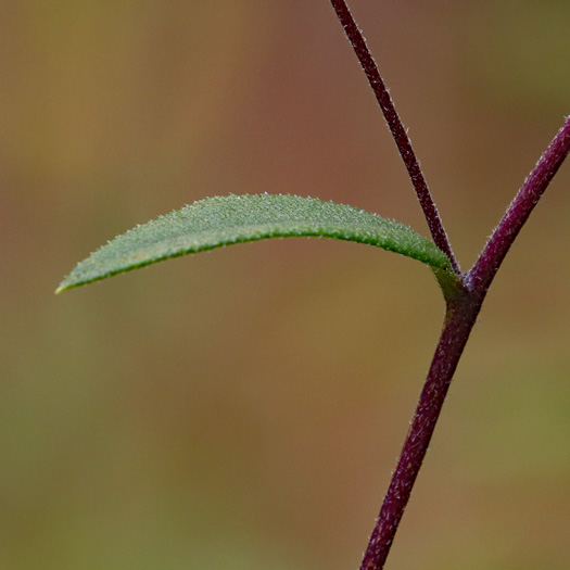 image of Helianthus schweinitzii, Schweinitz's Sunflower