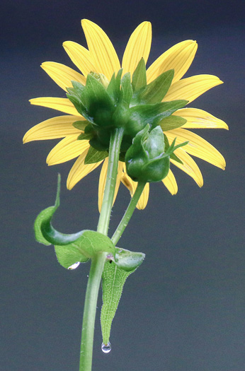 image of Silphium perfoliatum, Common Cup-plant, Indian Cup