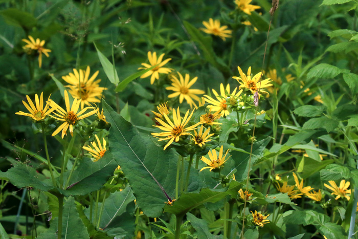 image of Silphium perfoliatum, Common Cup-plant, Indian Cup